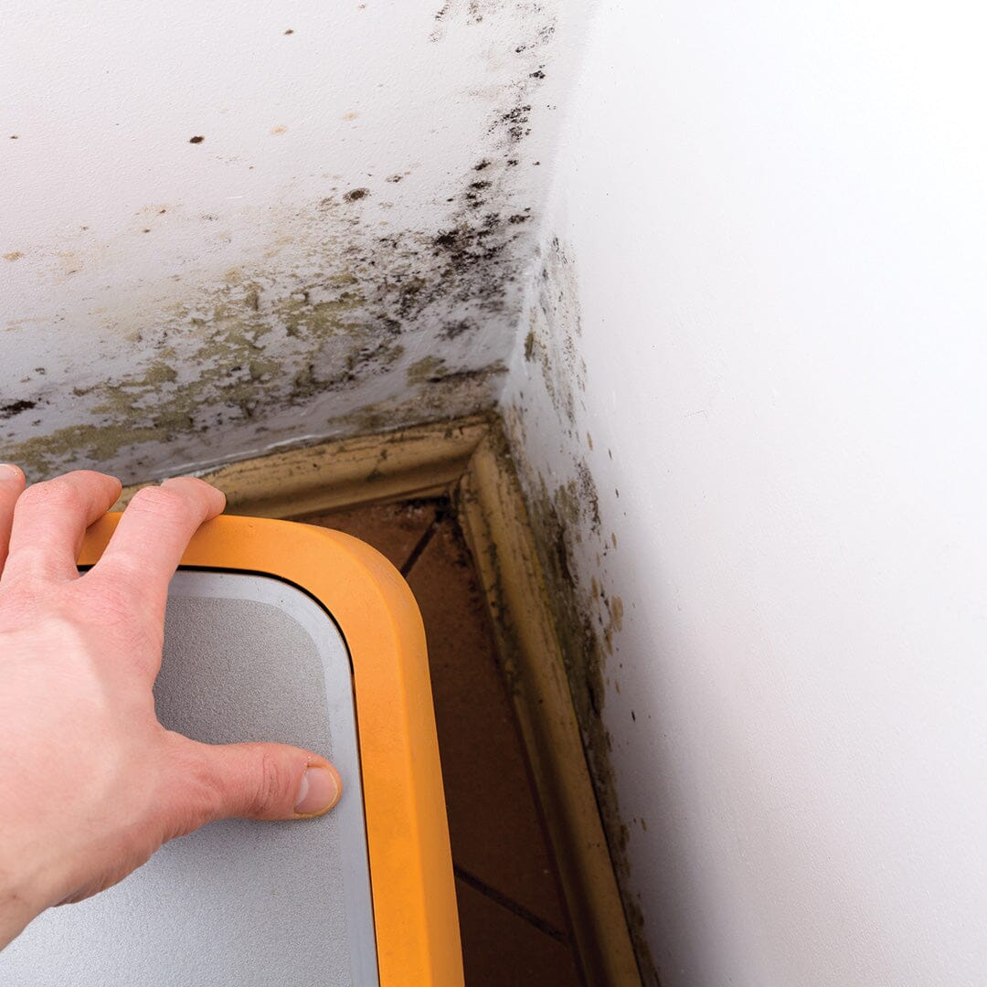 Black Mold poses a health risk in basements with moisture problems